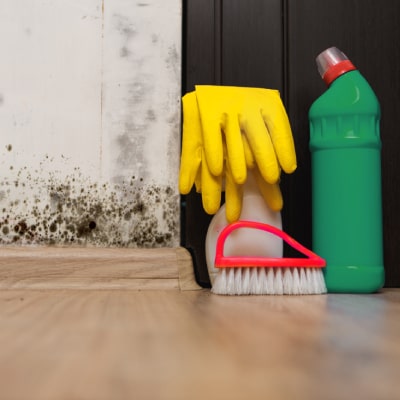 MOLD CLEANUP